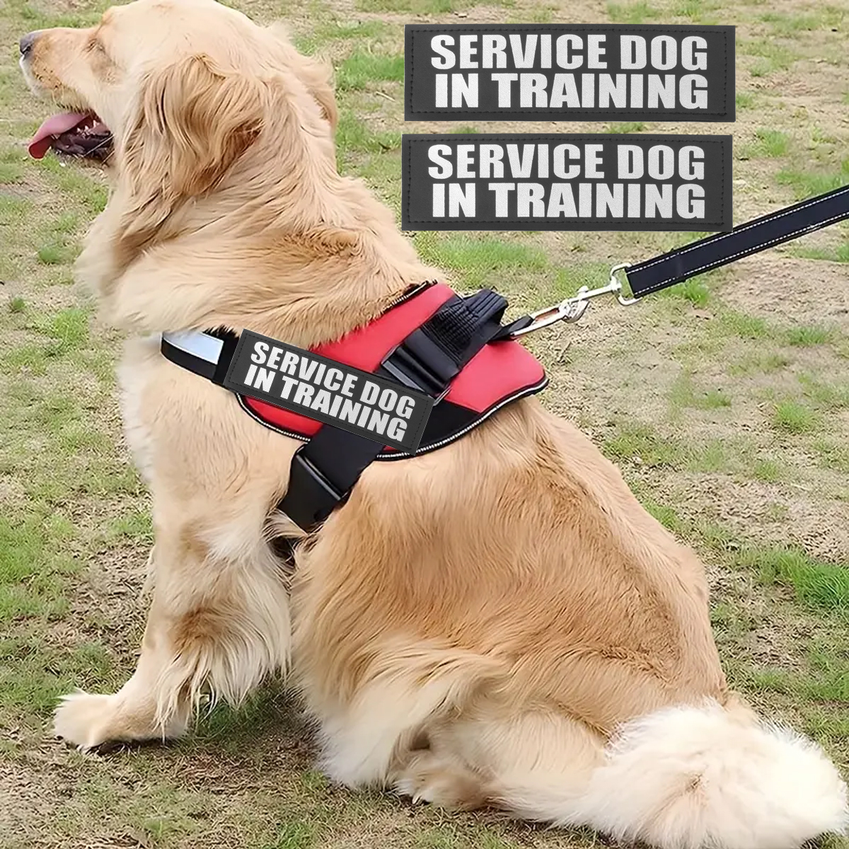 Custom Dog ID Tags For Harness - Sewing Labels review and price
