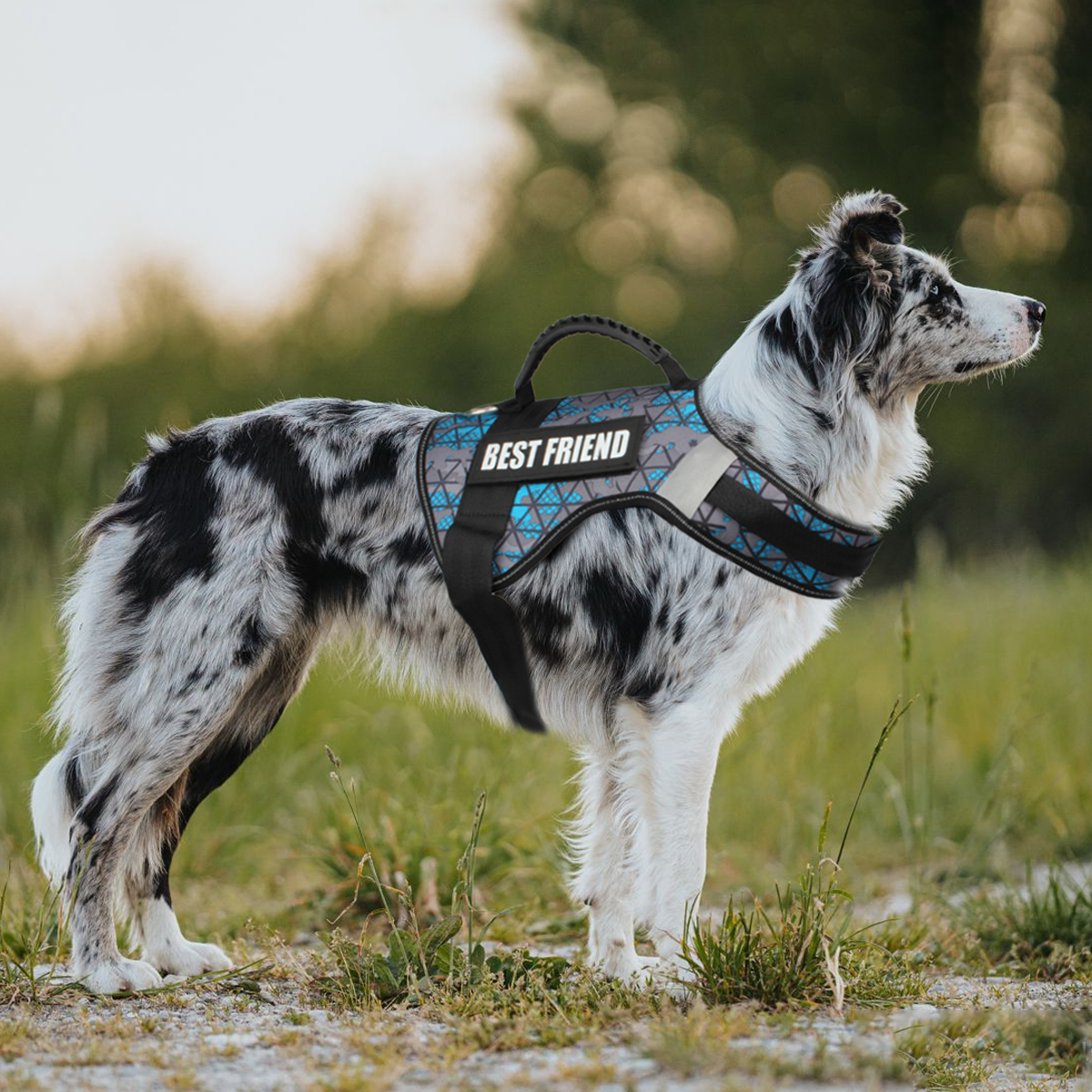 Custom Dog ID Tags For Harness - Sewing Labels review and price